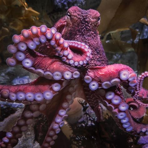 Goji, a giant Pacific octopus at Long Beach’s Aquarium of the .
